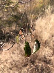 Croton gratissimus gratissimus