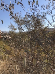 Croton gratissimus gratissimus