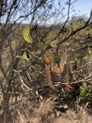 Croton gratissimus gratissimus