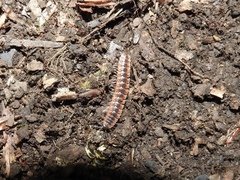 Pseudopolydesmus canadensis