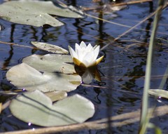 Nymphaea tetragona