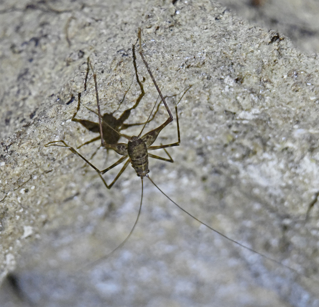 Amphiacusta tijicohniae
