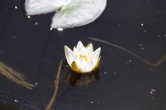 Nymphaea tetragona