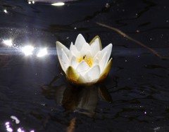 Nymphaea tetragona