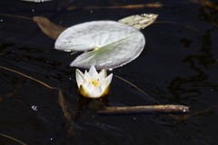 Nymphaea tetragona