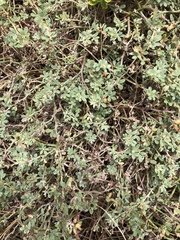 Acmispon parviflorus