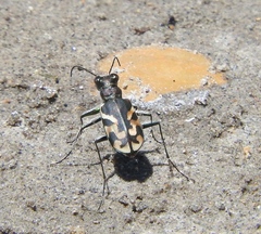 Cicindela tranquebarica moapana