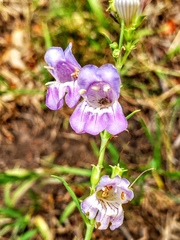 Penstemon neomexicanus