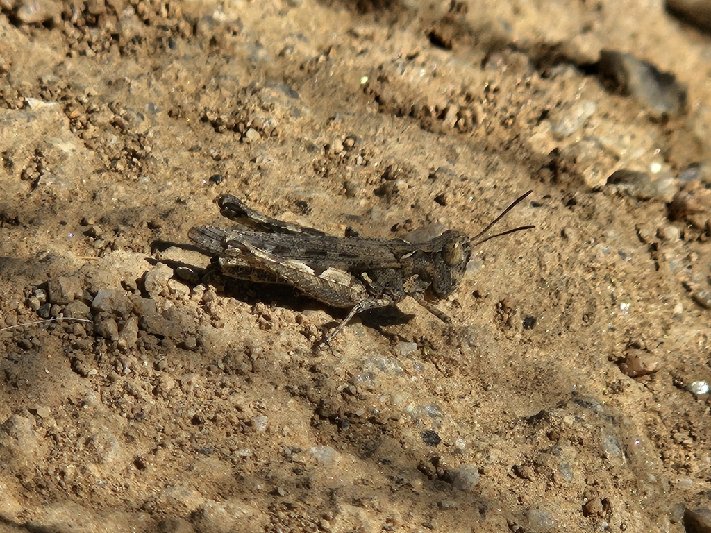 Texas Range Grasshopper