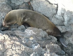 Arctocephalus galapagoensis