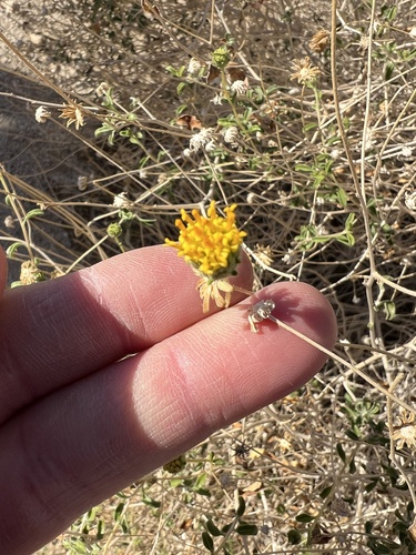 Image of Encelia frutescens by (c) kclarksdnhmorg, some rights reserved (CC BY)