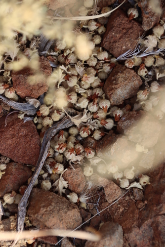 Grey Dollsrose (Hermannia vestita)