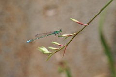 Paracercion hieroglyphicum