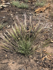 Elymus elymoides elymoides