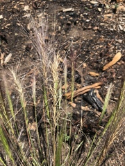 Elymus elymoides elymoides