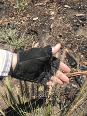 Elymus elymoides elymoides