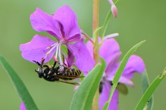 Temnostoma excentrica