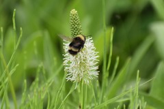 Bombus mckayi