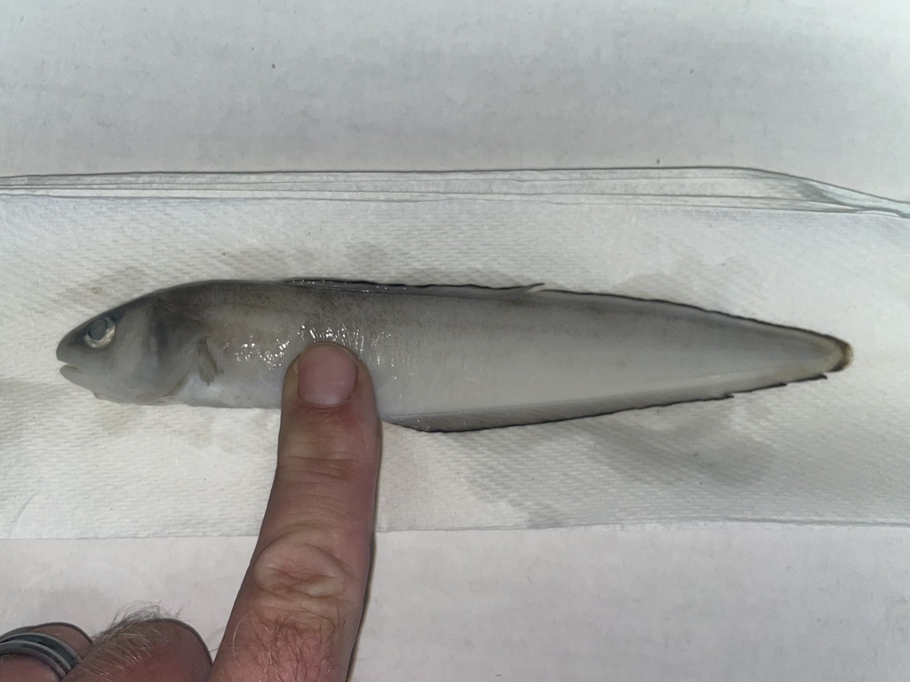Bank Cusk-Eel