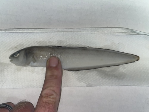 Band cusk-eel (Ophidion holbrookii) — Ophidiidae
