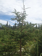 Sirococcus conigenus