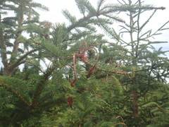 Sirococcus conigenus