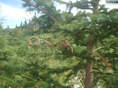 Sirococcus conigenus