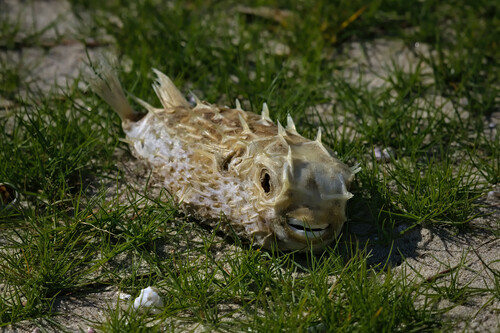 Deepwater burrfish (Allomycterus pilatus) — Diodontidae — 4