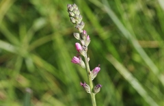 Sidalcea oregana spicata