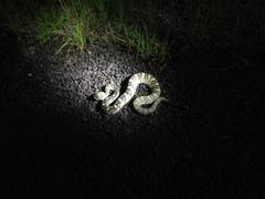 Crotalus ornatus