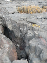 Brachycereus nesioticus