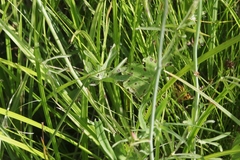 Sidalcea oregana spicata