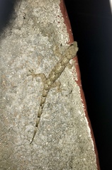 Hemidactylus mabouia