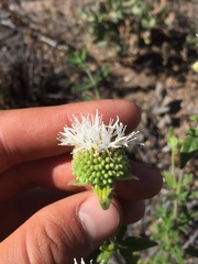 Monardella hypoleuca lanata