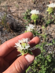 Monardella hypoleuca lanata