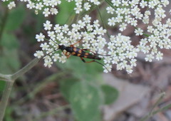 Strangalia attenuata