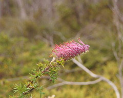 Grevillea acanthifolia