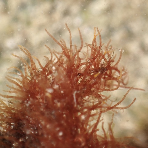Anotrichium secundum