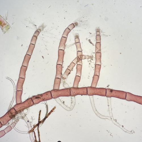 Anotrichium secundum