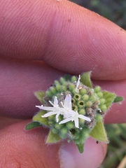 Monardella hypoleuca lanata
