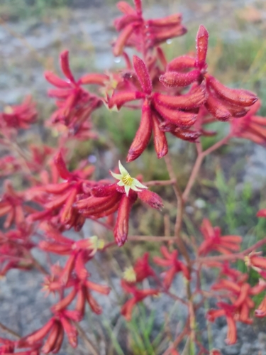 Anigozanthos rufus