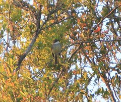 Mecocerculus leucophrys
