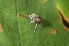 Zygopini