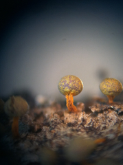 Physarum psittacinum