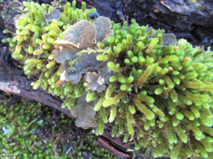 Pterogoniadelphus assimilis