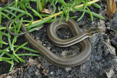 Nerodia clarkii clarkii