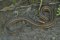 Nerodia clarkii clarkii