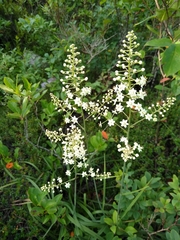 Stenanthium leimanthoides