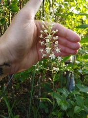 Stenanthium leimanthoides