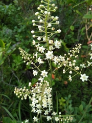 Stenanthium leimanthoides